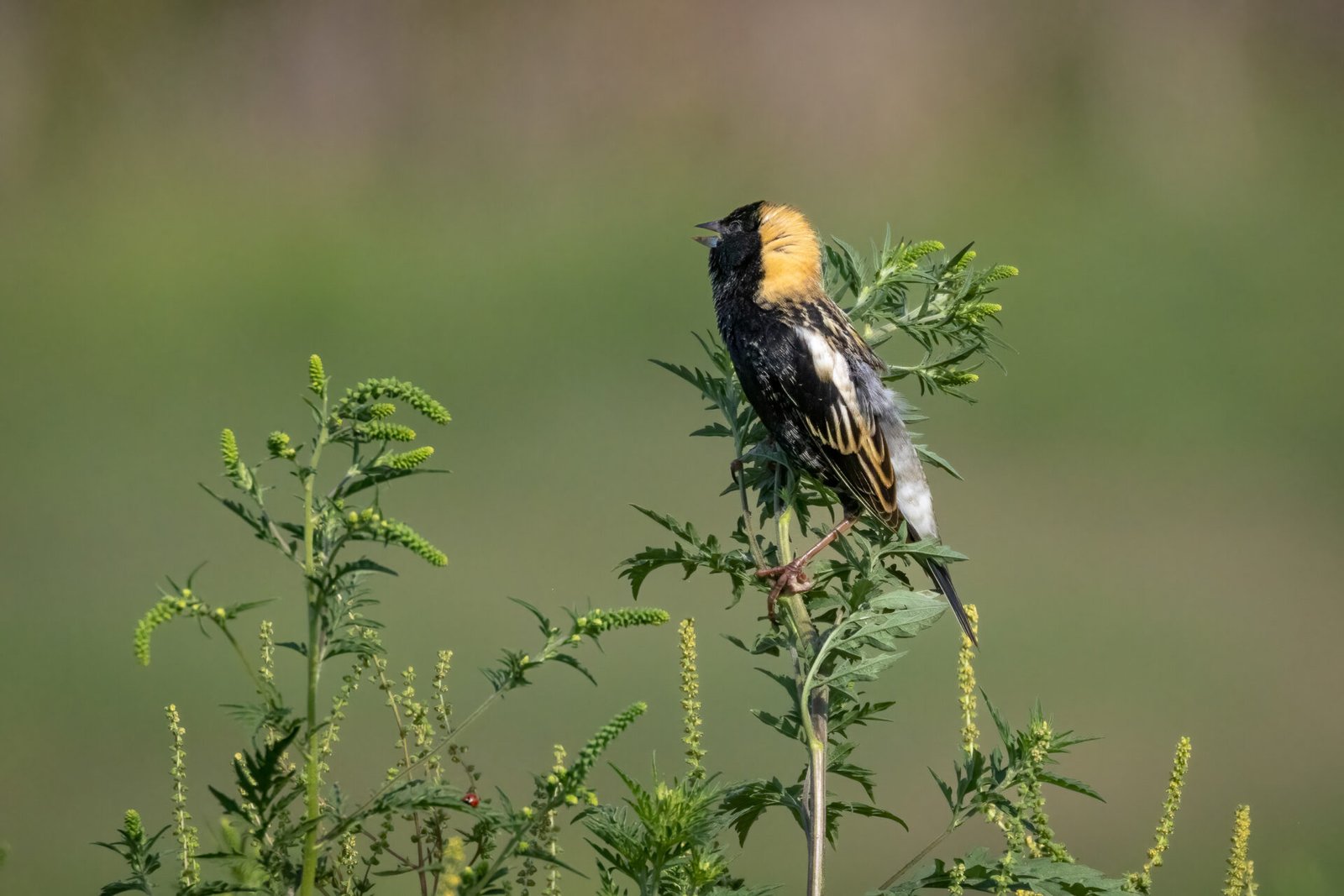 Bobolink Male Perched On Top Of Ragweed Stem