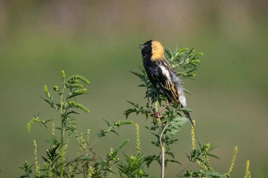 Bobolink Male Perched On Top Of Ragweed Stem