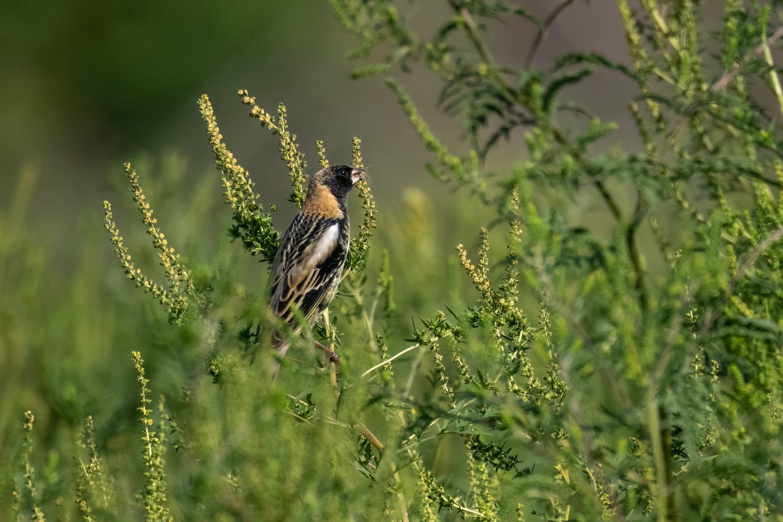 Juvenile Male Bobolink Eating Ragweed Seeds