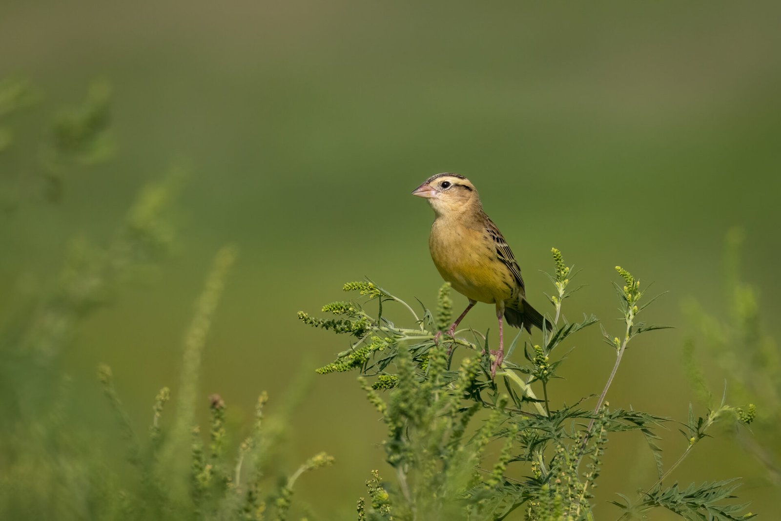 Bobolink Female Perched On Top Of Ragweed Plant