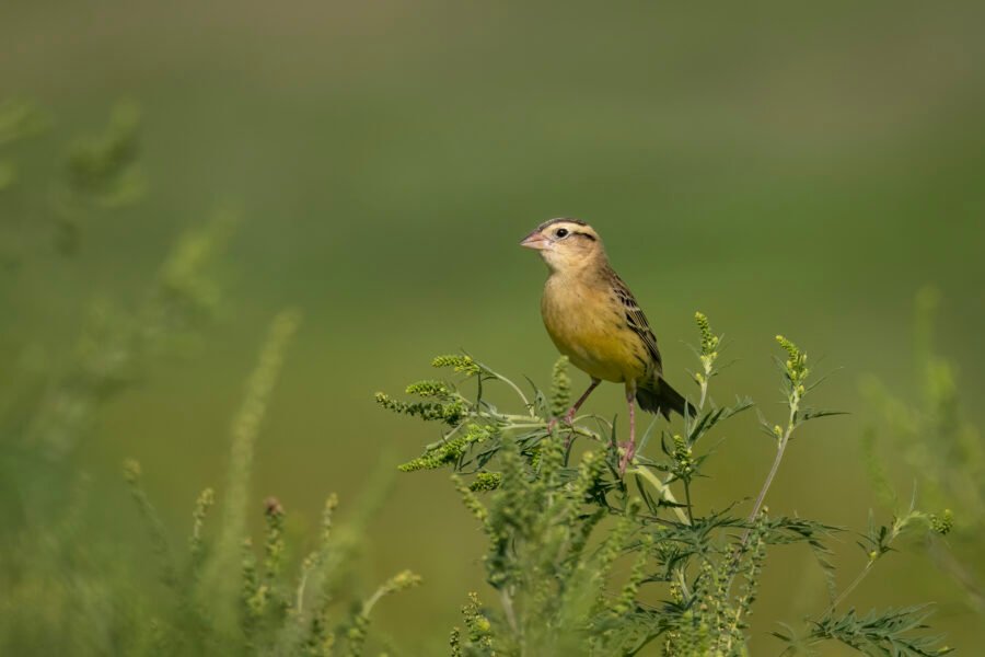 Bobolink Female Perched On Top Of Ragweed Plant