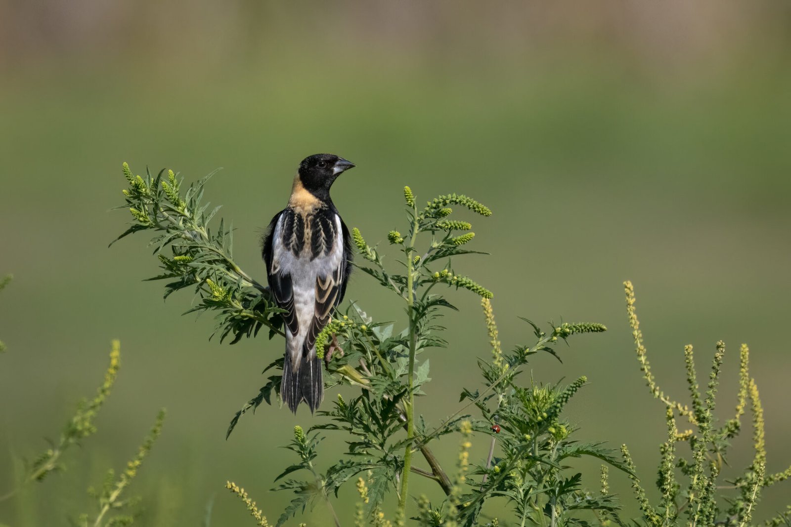 Bobolink Male Looking Back From Top Of Ragweed Stem