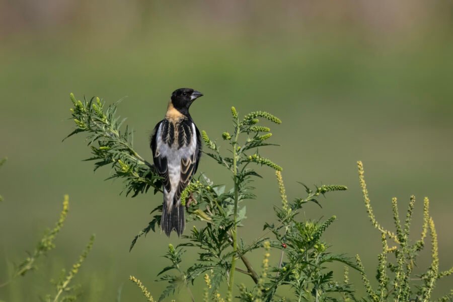 Bobolink Male Looking Back From Top Of Ragweed Stem