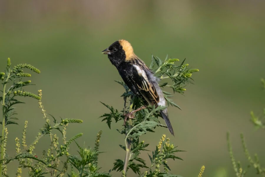 Male Bobolink Singing From Top Of Ragweed Plant