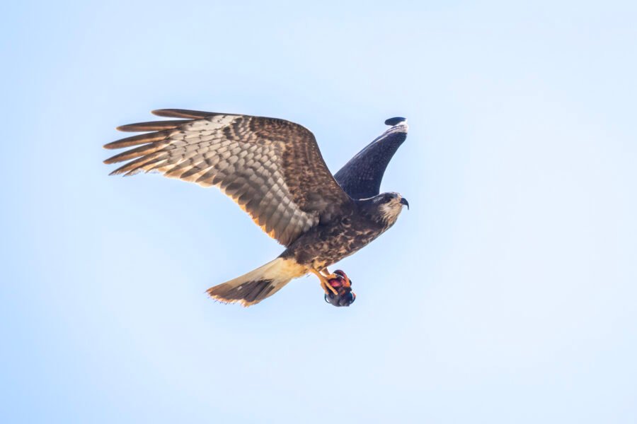 Female Snail Kite Flies Away With Apple Snail