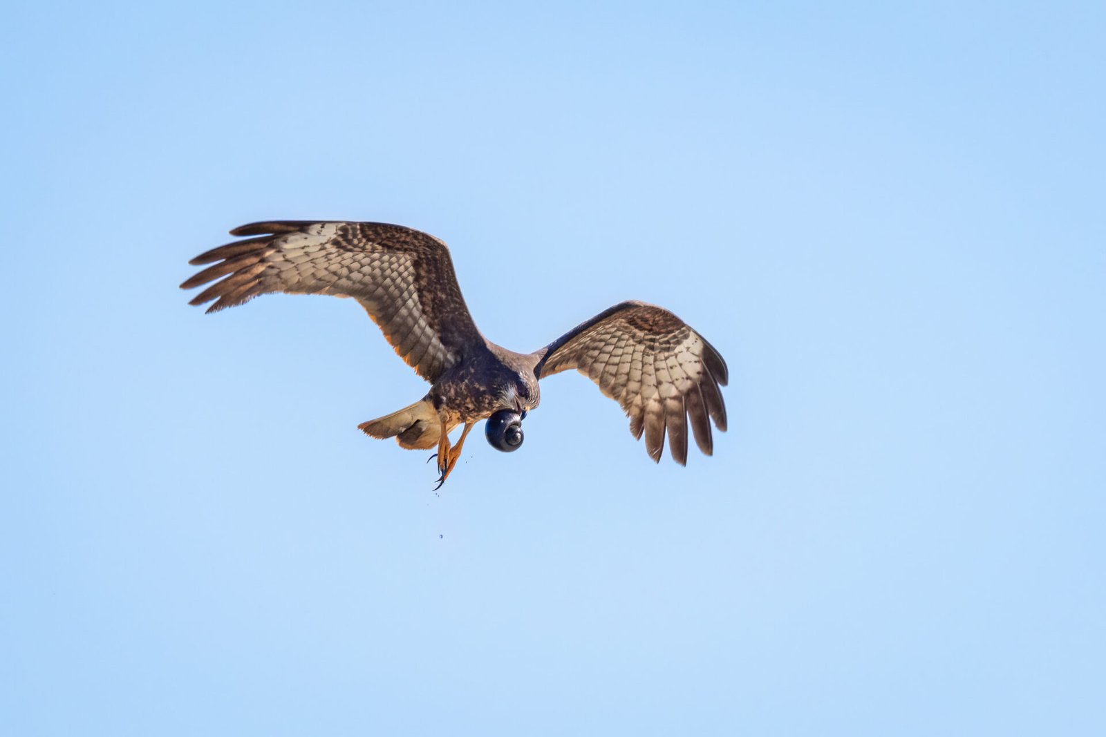 Female Snail Kite Flying By Carrying Apple Snail In Beak