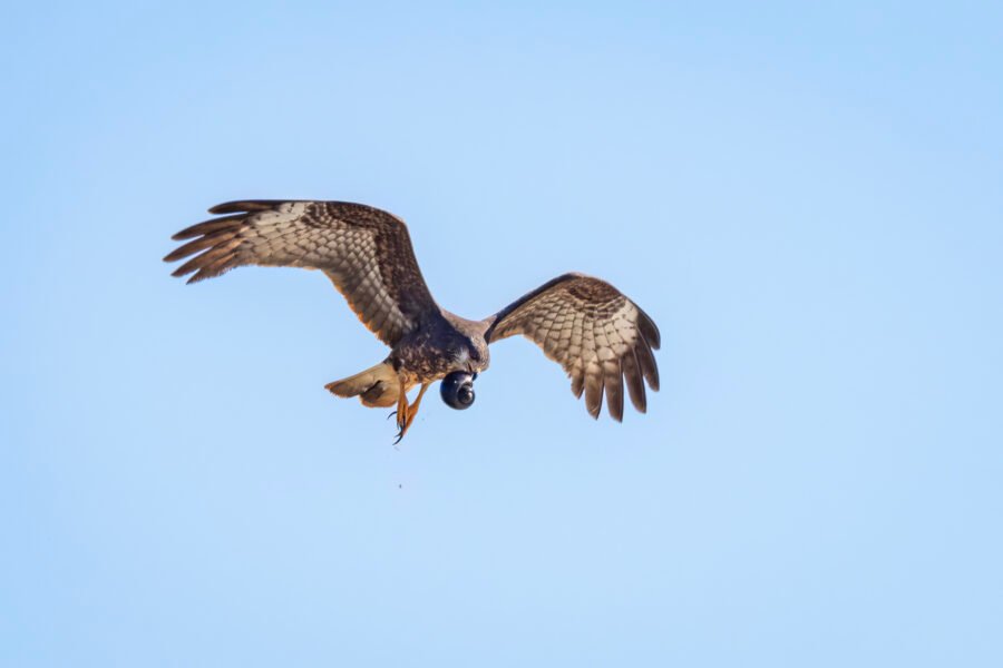 Female Snail Kite Flying By Carrying Apple Snail In Beak