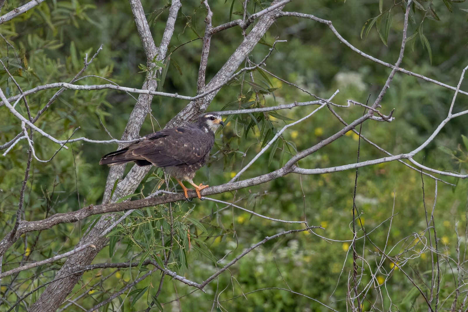 Snail Kite Female Sitting On Tree Branch By Stream