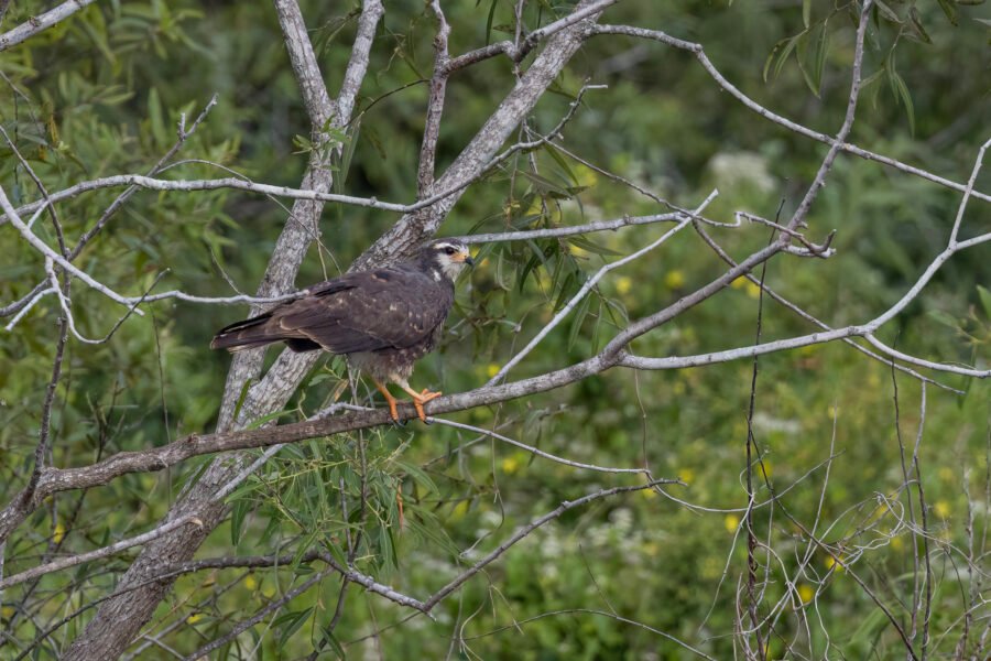Snail Kite Female Sitting On Tree Branch By Stream