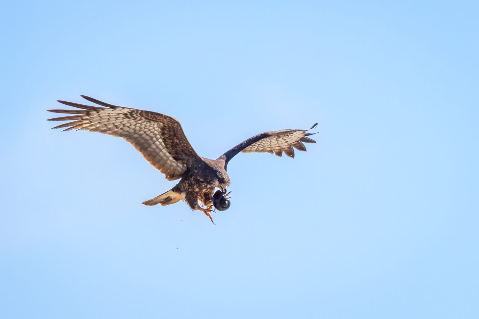 Snail Kite Female Switching Snail From Beak To Feet In Air