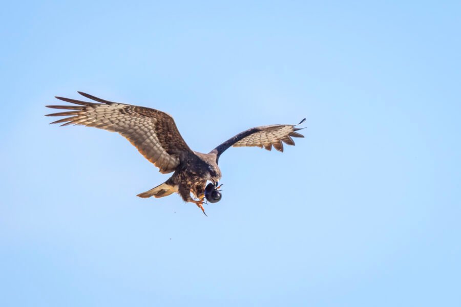 Snail Kite Female Switching Snail From Beak To Feet In Air