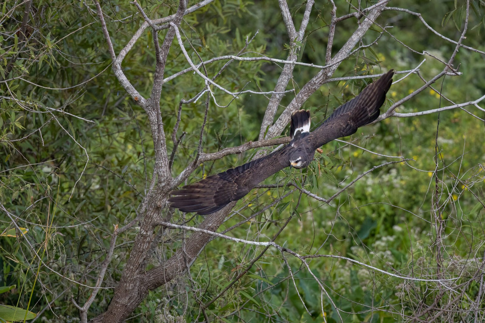Snail Kite Female Takes Off From Tree Branch By Stream