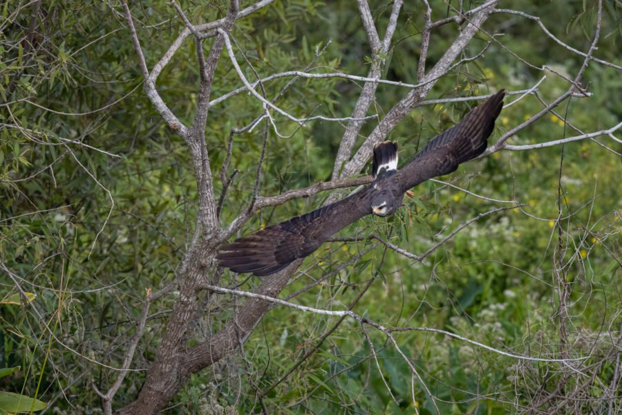 Snail Kite Female Takes Off From Tree Branch By Stream