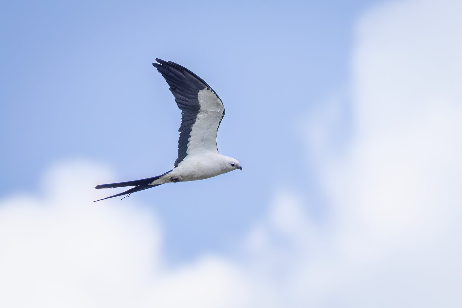 Swallow Tailed Kite Glides By To The Right