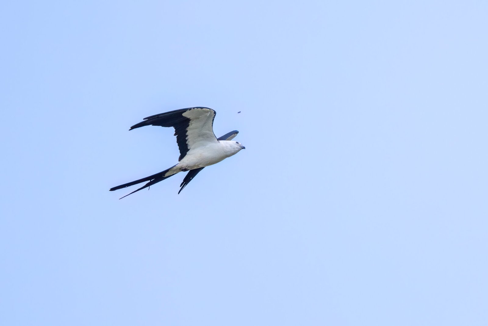 Swallow Tailed Kite Looks Up At Bee Flying By