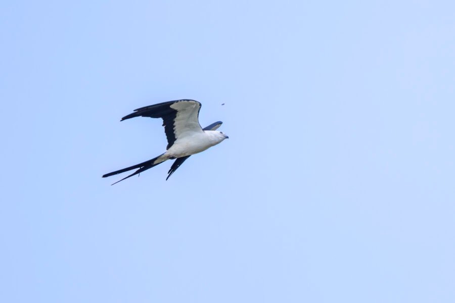Swallow Tailed Kite Looks Up At Bee Flying By