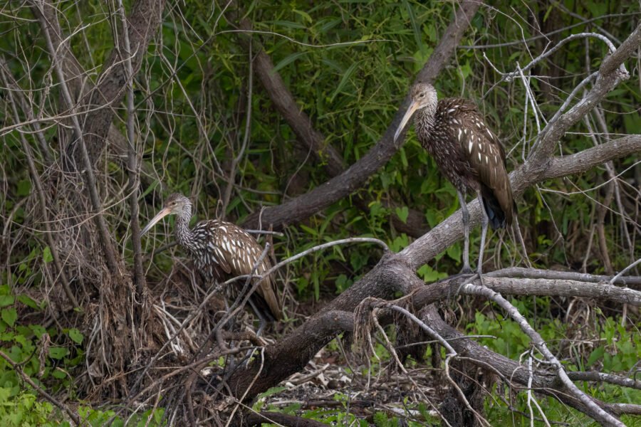 Two Limpkins Sitting In Downed Tree