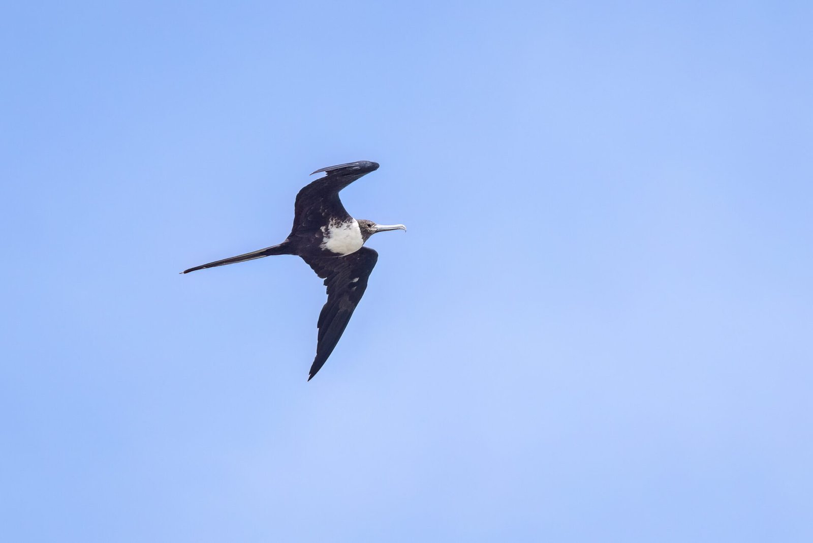 Female Frigatebird Flies By To Right