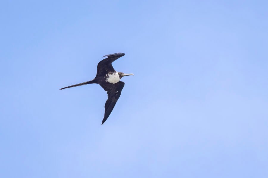 Female Frigatebird Flies By To Right