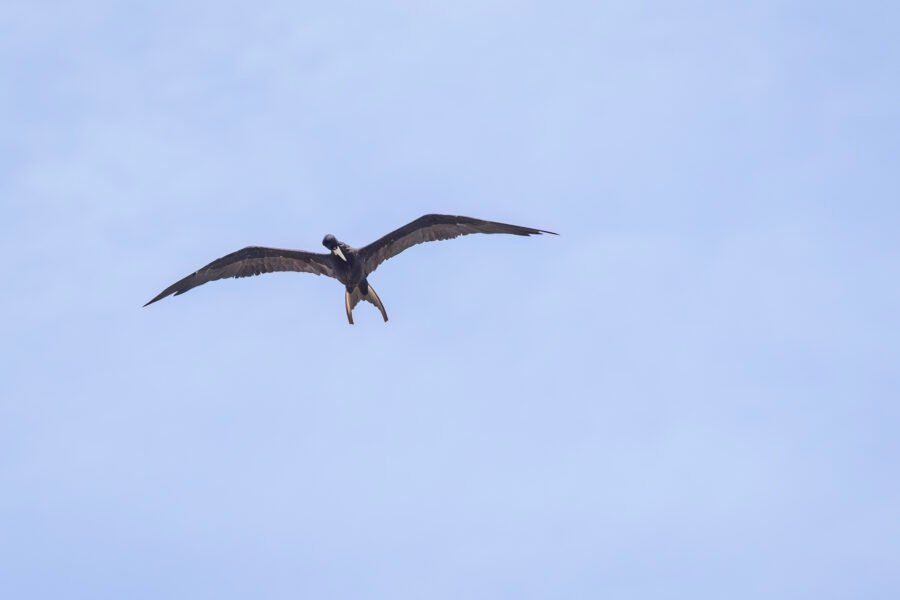 Frigatebird Male Picks At His Breast While In The Air