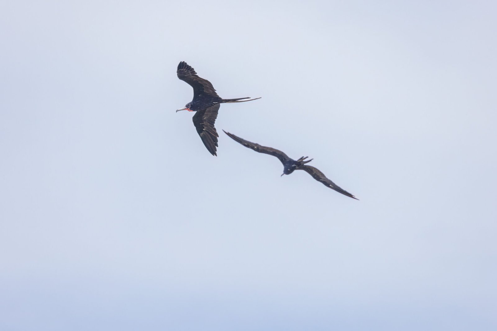 Frigatebird Male With Red Neck Pouch Flies By With Another Male