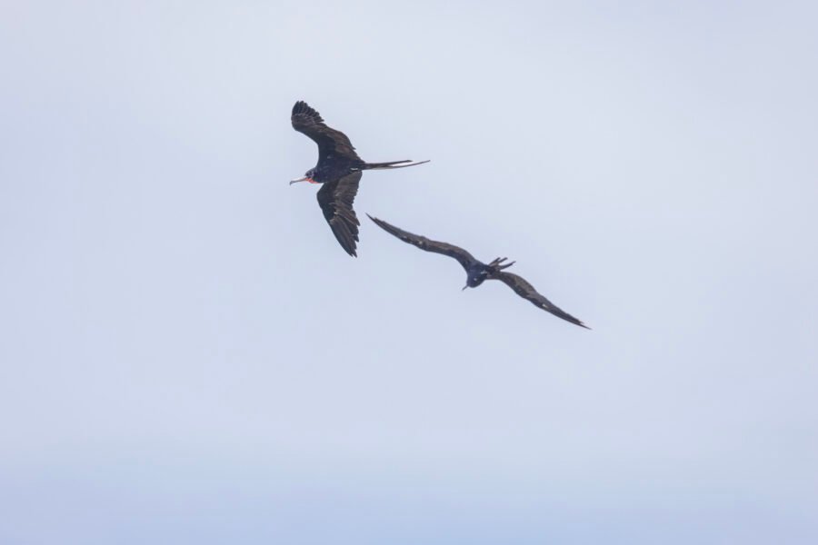 Frigatebird Male With Red Neck Pouch Flies By With Another Male