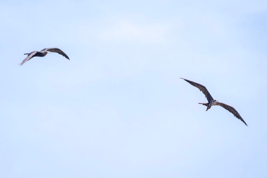 Frigatebird Male With Red Neck Pouch Flies With Juvenile