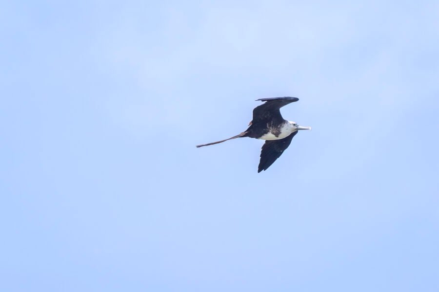 Juvenile Frigatebird Flies By To Right