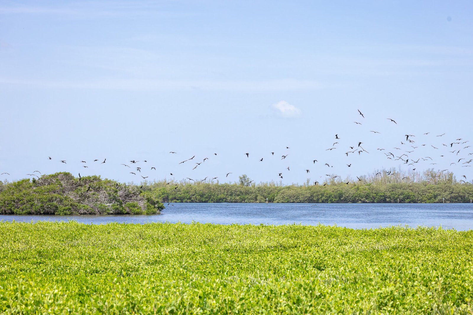 Large Flock Magnificent Frigatebirds Leaving Island