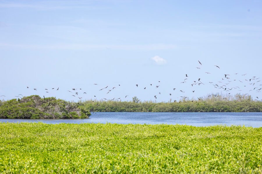 Large Flock Magnificent Frigatebirds Leaving Island