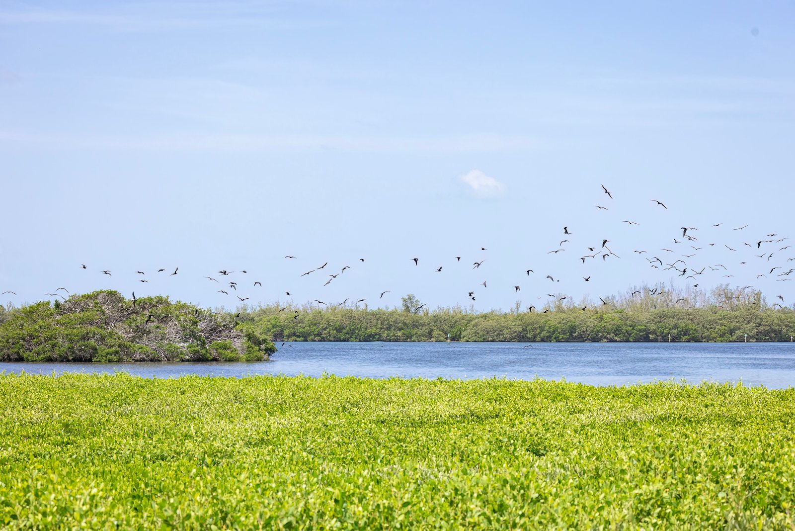 Large Flock Magnificent Frigatebirds Leaving Island