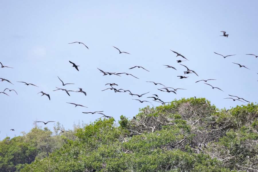 Large Flock Magnificent Frigatebirds Return To Island