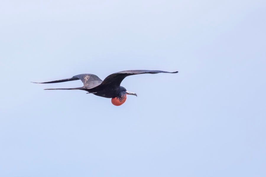 Frigatebird Male Flies By Right With Red Neck Pouch Inflated