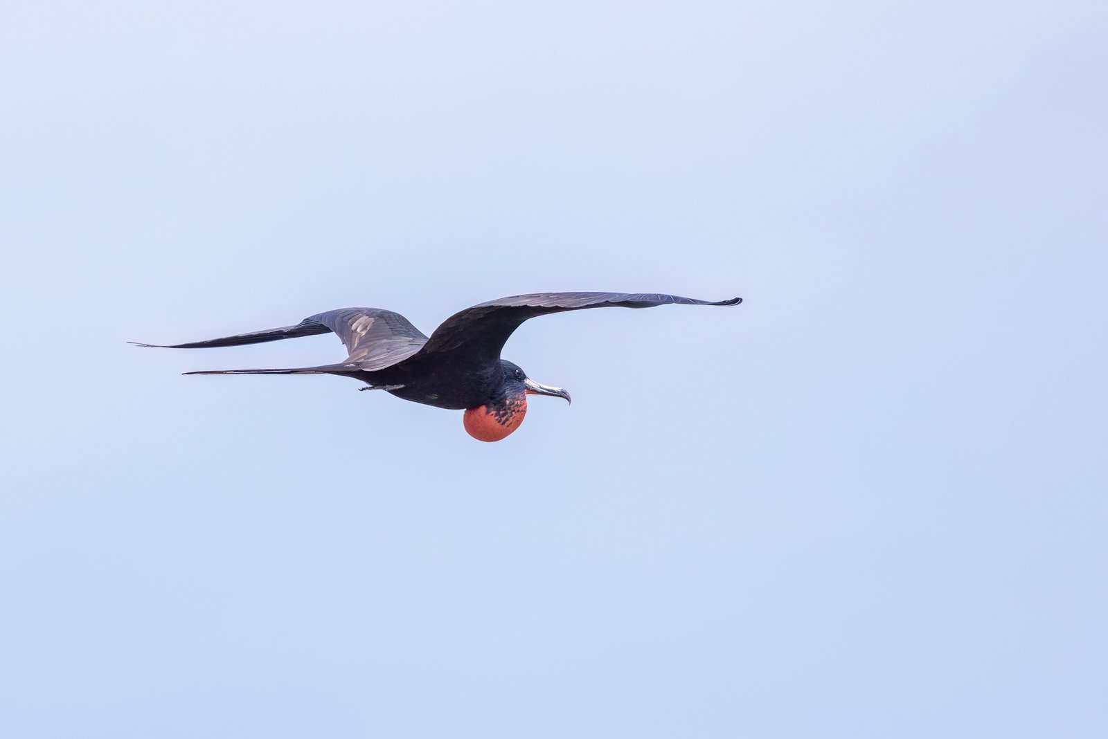 Frigatebird Male Flies By Right With Red Neck Pouch Inflated