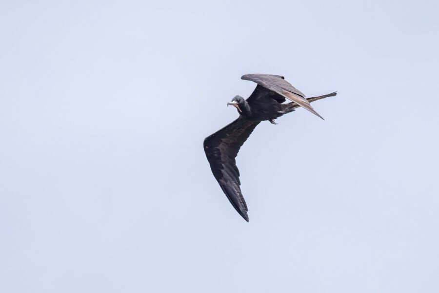 Frigatebird Male Gets Ready To Dive