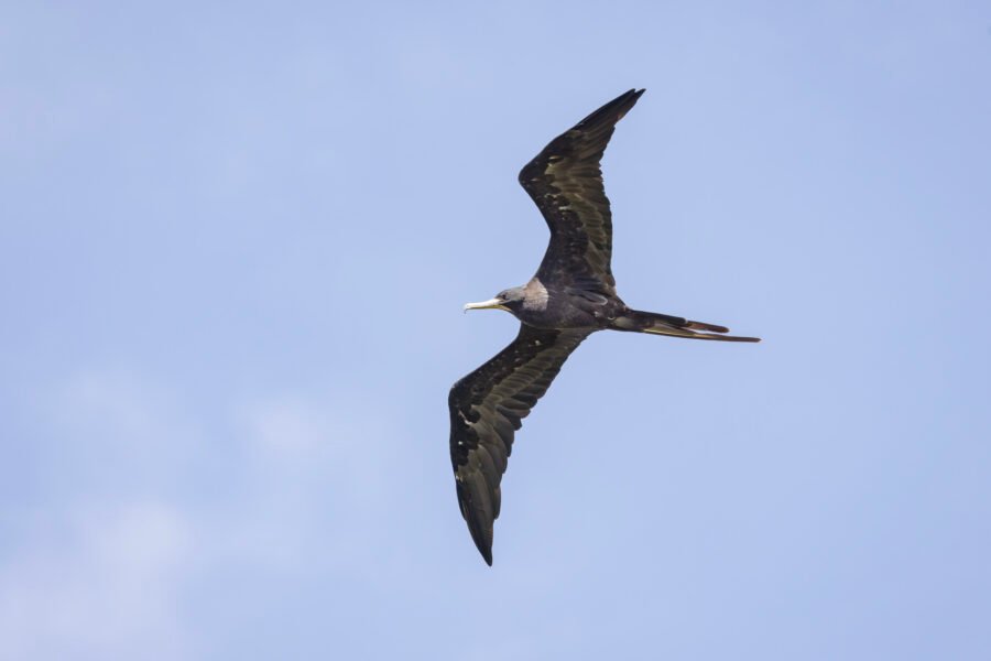 Male Frigatebird Flies By To Left