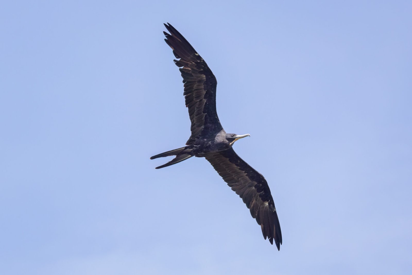 Male Frigatebird Flies By To Right
