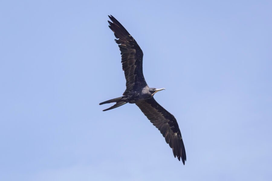 Male Frigatebird Flies By To Right