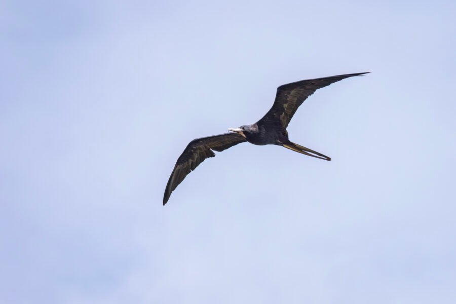 Male Frigatebird Glides By To Left