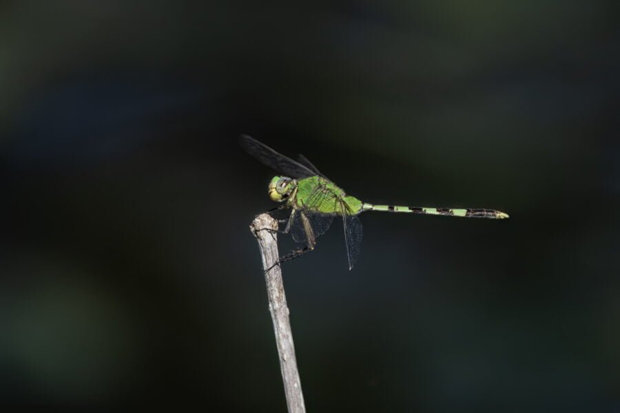 Green Darner Dragonfly On Stick