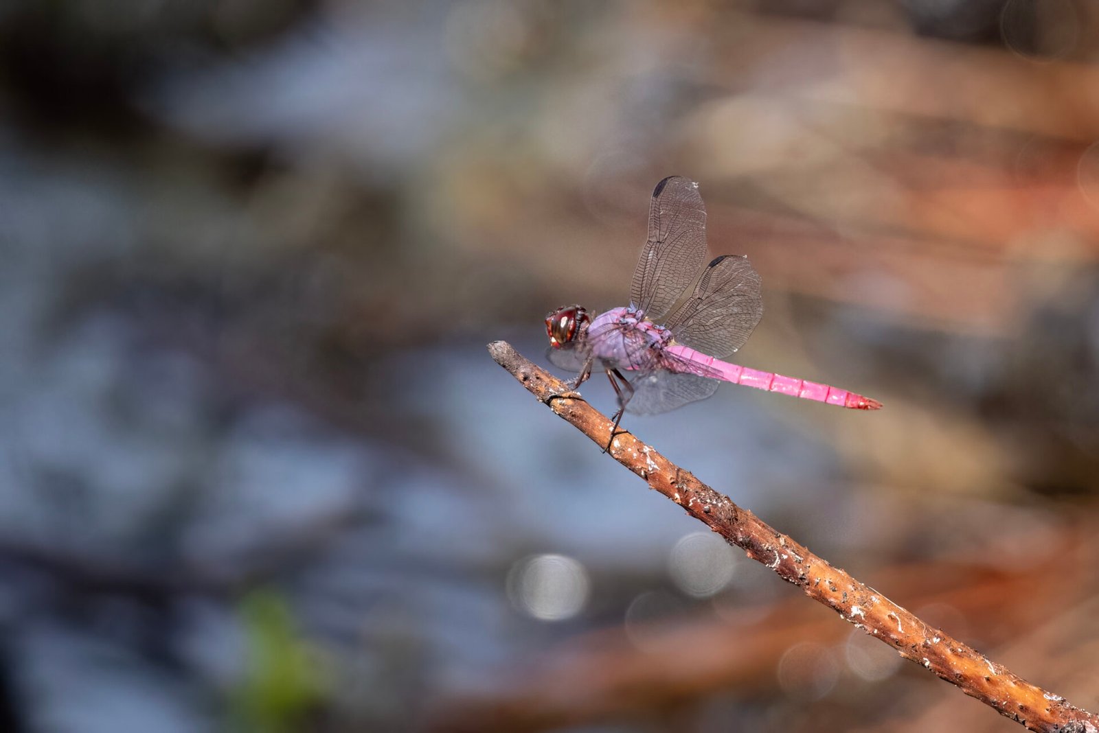 Roseate Skimmer Dragonfly Resting On Stick