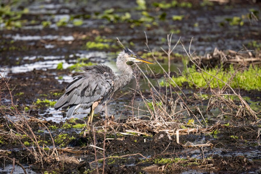 Great Blue Heron With Ruffled Feathers