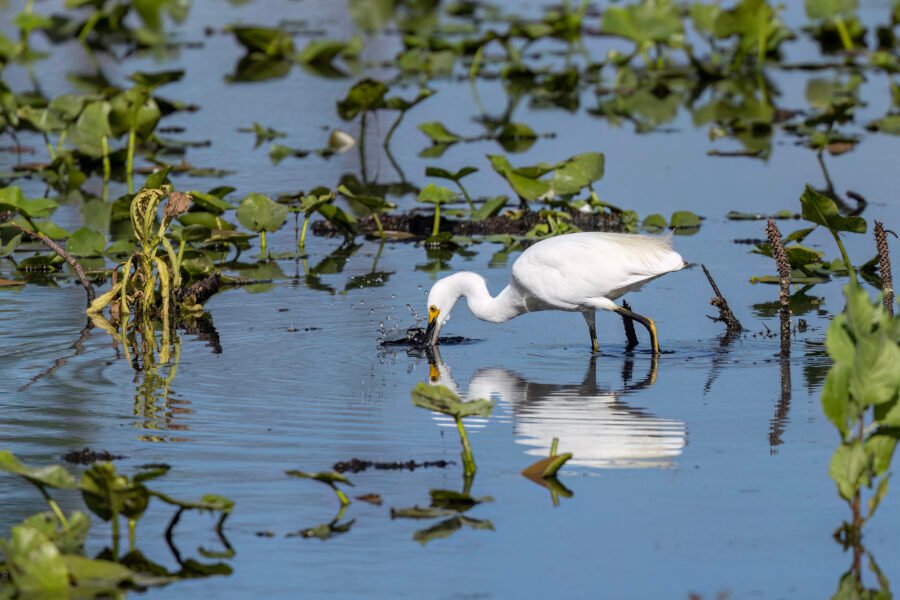 Snowy Egret Chasing Fish In Backwater