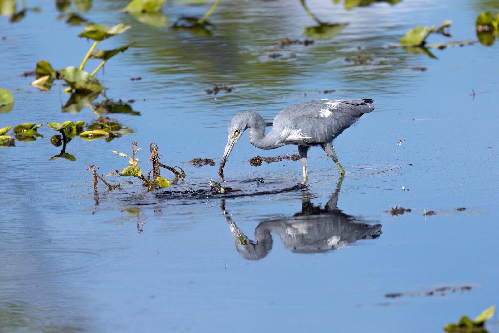 Young Little Blue Heron Grabbing Tadpole