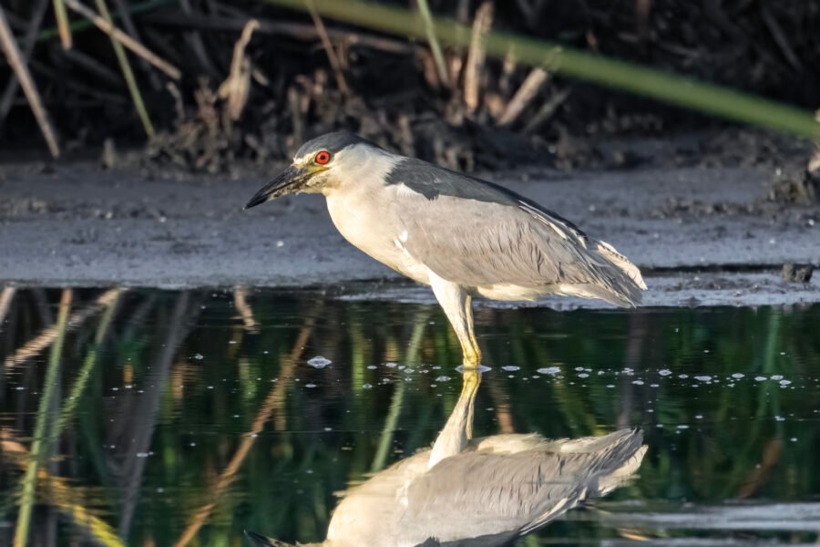 Black Crowned Night Heron Standing In Still Water