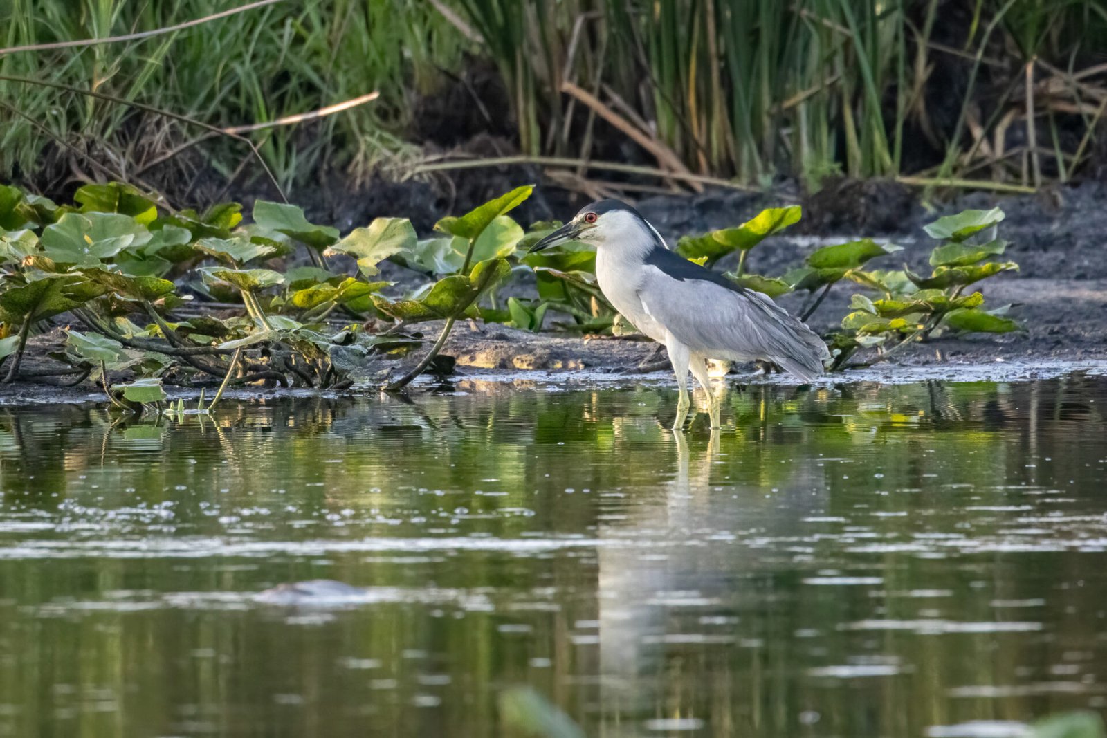 Black Crowned Night Heron Wading Through Shallow Pond