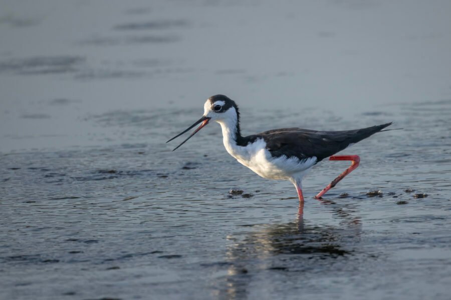 Black Necked Stilt Wading Through Shallow Water