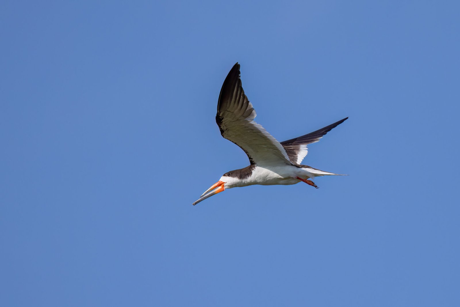 Black Skimmer Flies By To Left