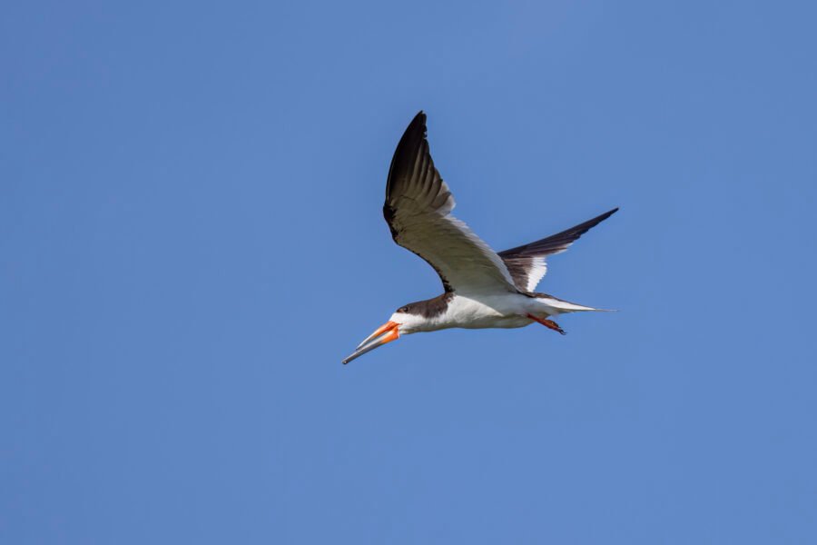 Black Skimmer Flies By To Left