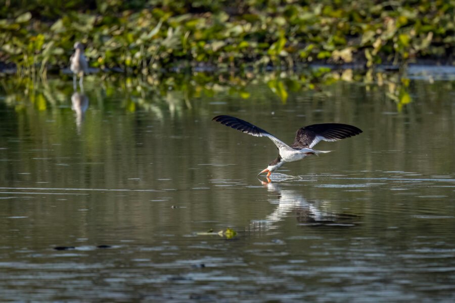 Black Skimmer Glides Along Water Hoping For Catch